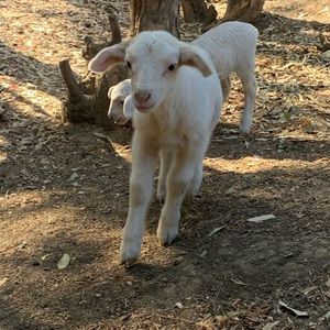 Meet your Posher, Daniella